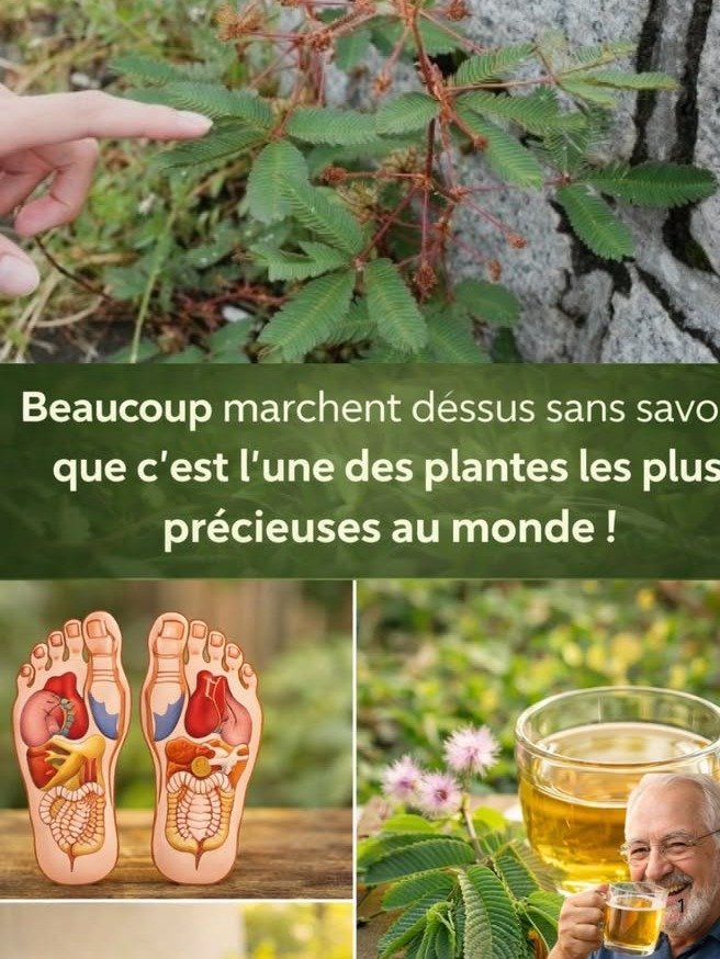 ¡No creerás lo que esta 'planta dormilona' puede hacer por tu salud! Los 6 asombrosos beneficios de la Mimosa Pudica que DEBES conocer