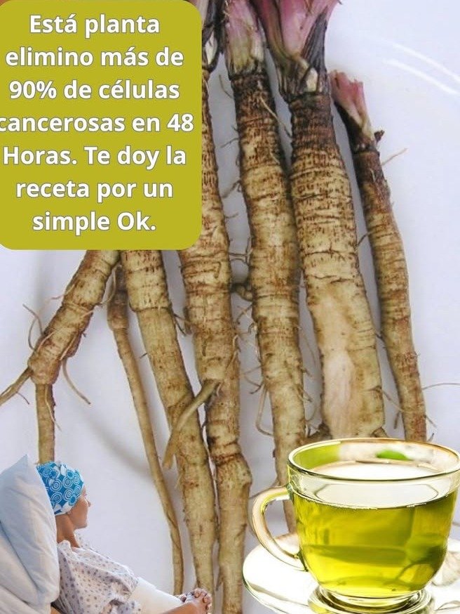 ¡DESPIERTA tu Bienestar! 🌿 La Raíz Antigua que la Ciencia Redescubre para una Vida Plena (y que DEBES Probar)