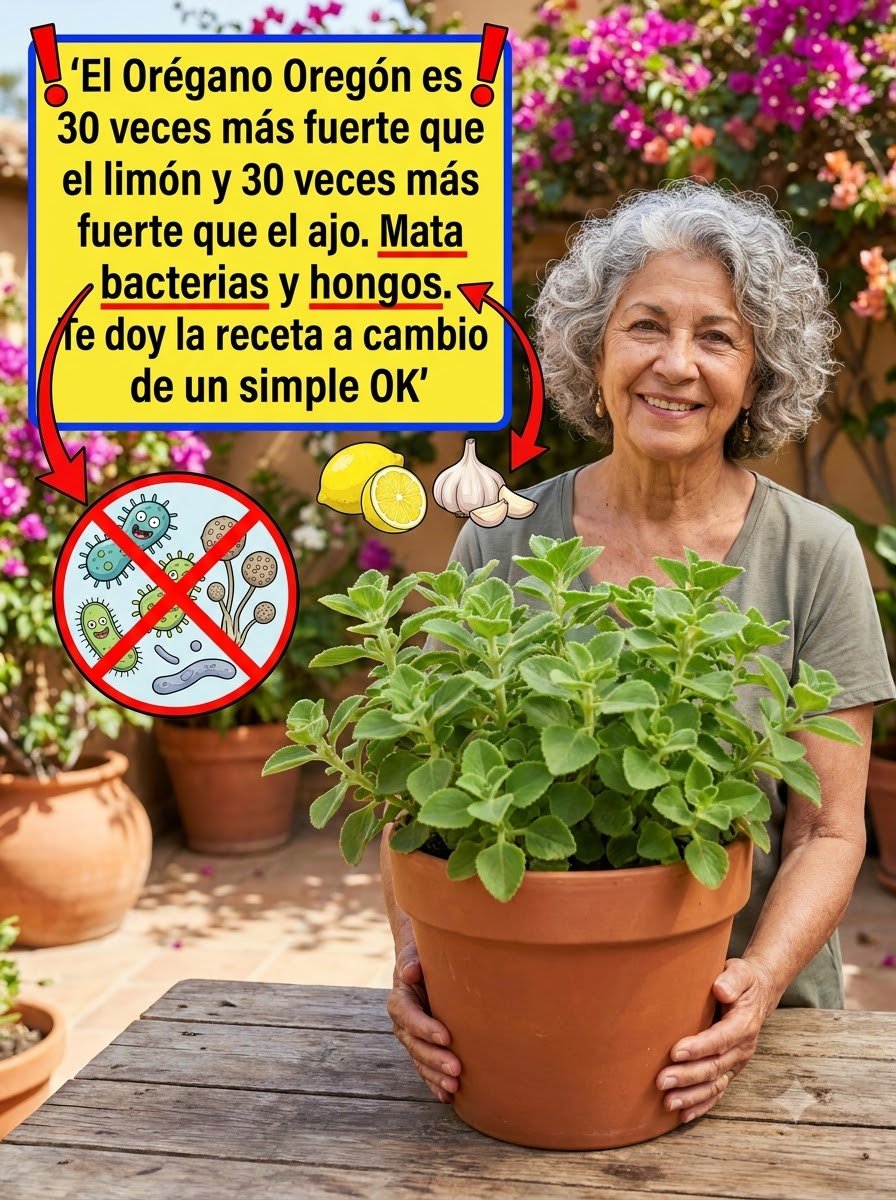 ¡Impactante! El Orégano Orejón: ¿Es REALMENTE el 'Antibiótico Natural' Viral o Pura Ficción? La Ciencia Habla Claro