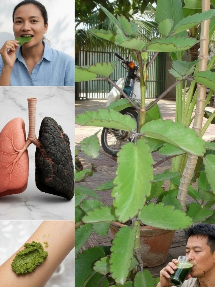 ¡No la arranques! El tesoro medicinal que probablemente ya tienes en tu jardín