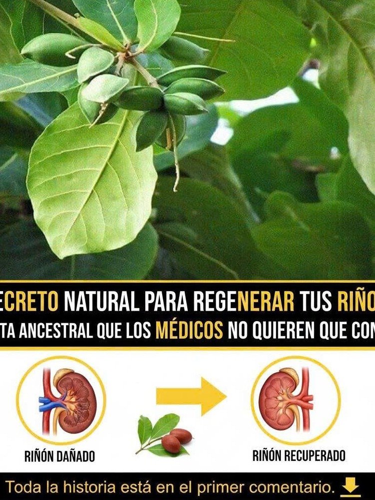 ¡Alerta de Salud! La Planta 'Chapéu-de-Sol' Que Tus Riñones Te Estarán Agradeciendo (Y Que Nadie Te Ha Contado)