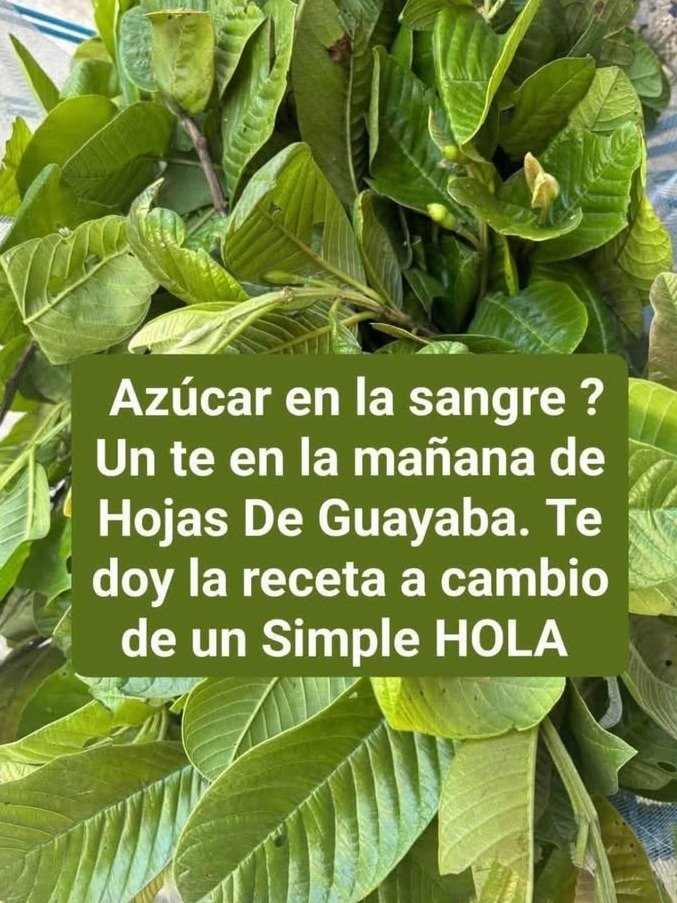 ¡No Tirés Esta Planta! La Hoja que Los Doctores No Quieren que Sepas (Beneficios Increíbles)