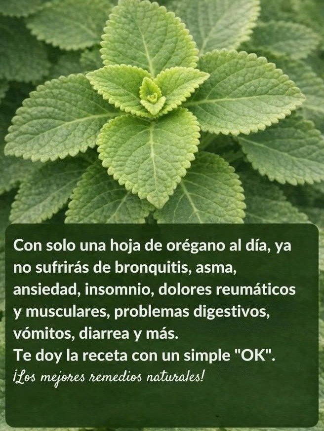 ¡Alerta Saludable! 🌿 Si consumes 1 hoja de Orégano Orejón al día, esto es lo que tu cuerpo OCULTA y NADIE te cuenta