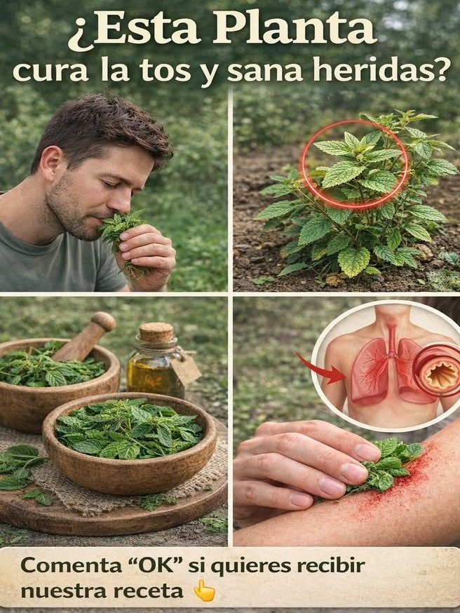 🌿 ¿Tienes esta planta en casa? El "Oro Verde" que muchos ignoran y podría cambiar tu salud