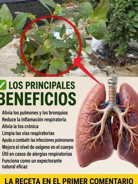 ¡El Secreto Mejor Guardado de la Naturaleza Revelado! Cómo la Infusión de Euphorbia hirta Puede CAMBIAR Tu Salud Hoy Mismo