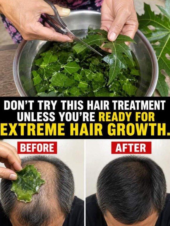 ¡El Secreto Que Nadie Te Cuenta! Hojas de Papaya: El Reinicio del Cuero Cabelludo Que Despierta Tu Cabello Delgado y Lo Llena de Vida