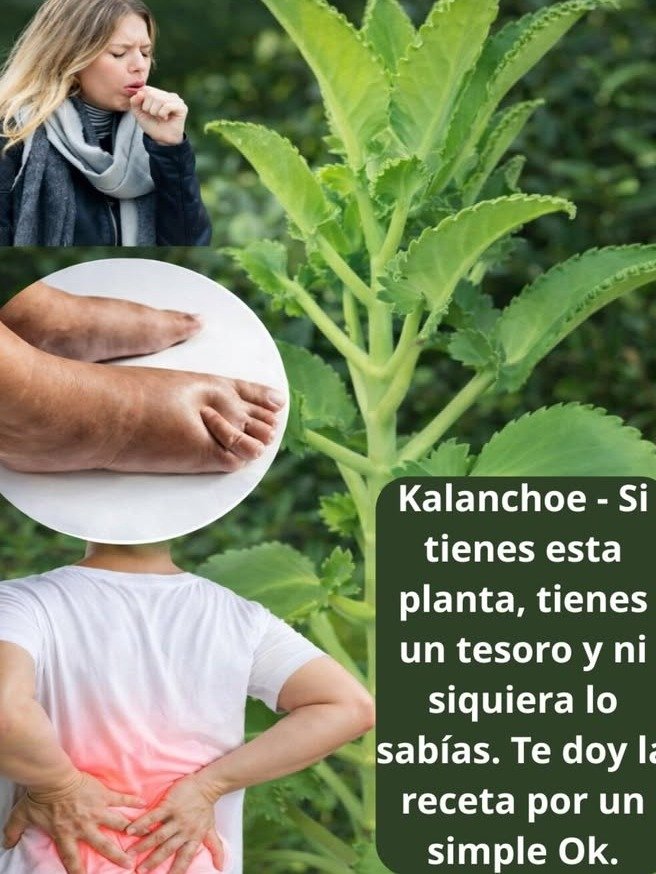 🌿 Kalanchoe: El misterioso 'milagro' natural que está cambiando vidas (y lo que debes saber antes de probarlo)