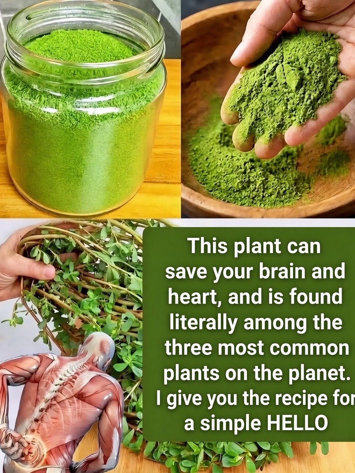 Stop Pulling This Weed! Why You Should Be Eating 'Purslane' Instead