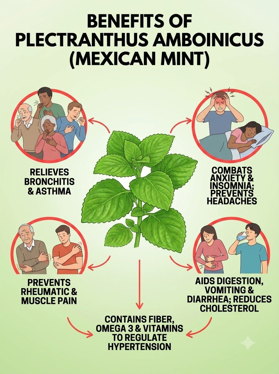 ¡No Creerás lo que Esta Planta Olvidada Puede Hacer Por Tu Salud! El Orégano Orejón: Tu Botiquín Natural Secreto que DEBES tener en Casa AHORA