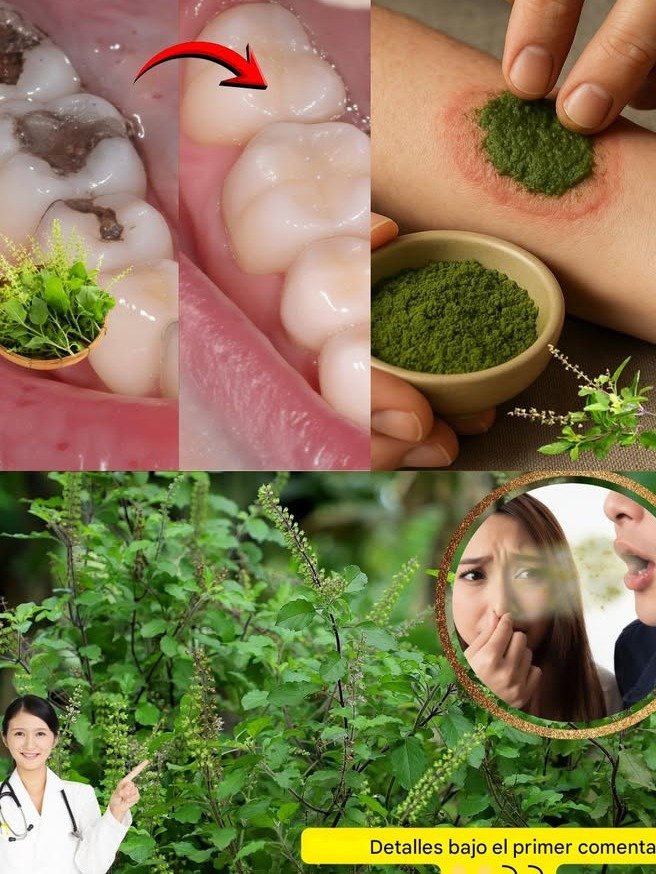 ¡La Solución Natural que Tu Boca Necesita! Descubre Cómo el Tulsi Elimina Caries, Problemas de Encías y el Mal Aliento de Raíz