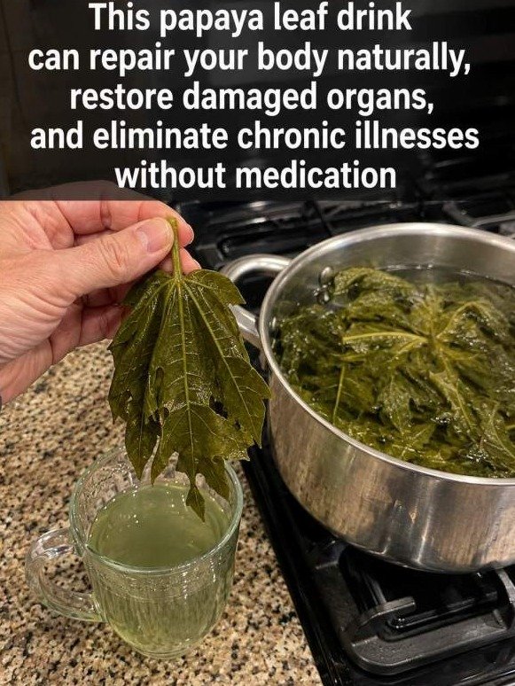 ¡No Esperes Más! La Hoja de Papaya Esconde el Secreto para un Reseteo Total de tu Cuerpo (Adiós Inflamación y Mala Digestión)