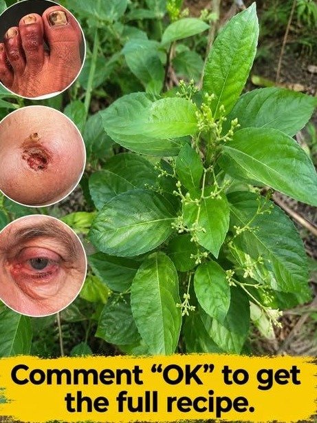 Stop Pulling This 'Backyard Weed'—It’s the Secret Remedy for Foot Pain and Eye Strain