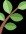 ¡No Te Lo Creerás! La Planta Ancestral Que Tu Abuela Guardaba y Cómo Puede Cambiar Tu Vida Hoy
