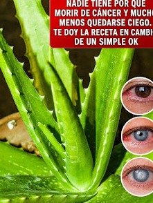 ¡Elixir Secreto! La Bebida de Canela y Aloe Vera Que Miles Usan para Revitalizar su Salud y que NADIE Te Ha Contado