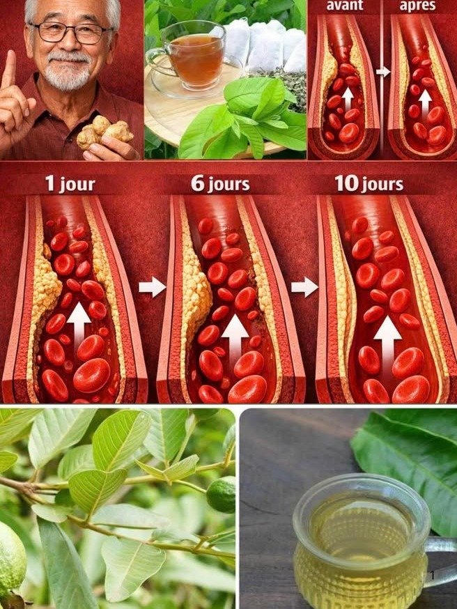 ¡El Secreto Olvidado! Cómo las Hojas de Guayaba Pueden REVOLUCIONAR tu Glucosa y BLINDAR tus Arterias HOY mismo.
