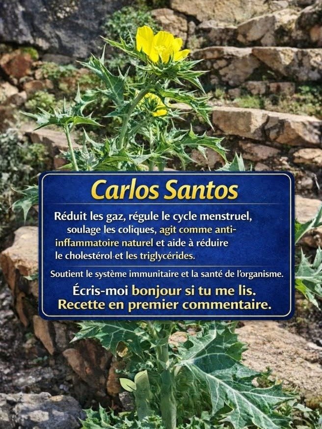El poder secreto del cardo bendito: La planta 'maleza' que tu cuerpo necesita desesperadamente