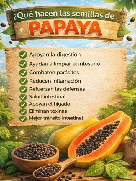 ¡Alto! Estás Tirando el Superalimento Más Poderoso: Descubre los 10+ Secretos de las Semillas de Papaya que Transformarán Tu Salud Hoy Mismo