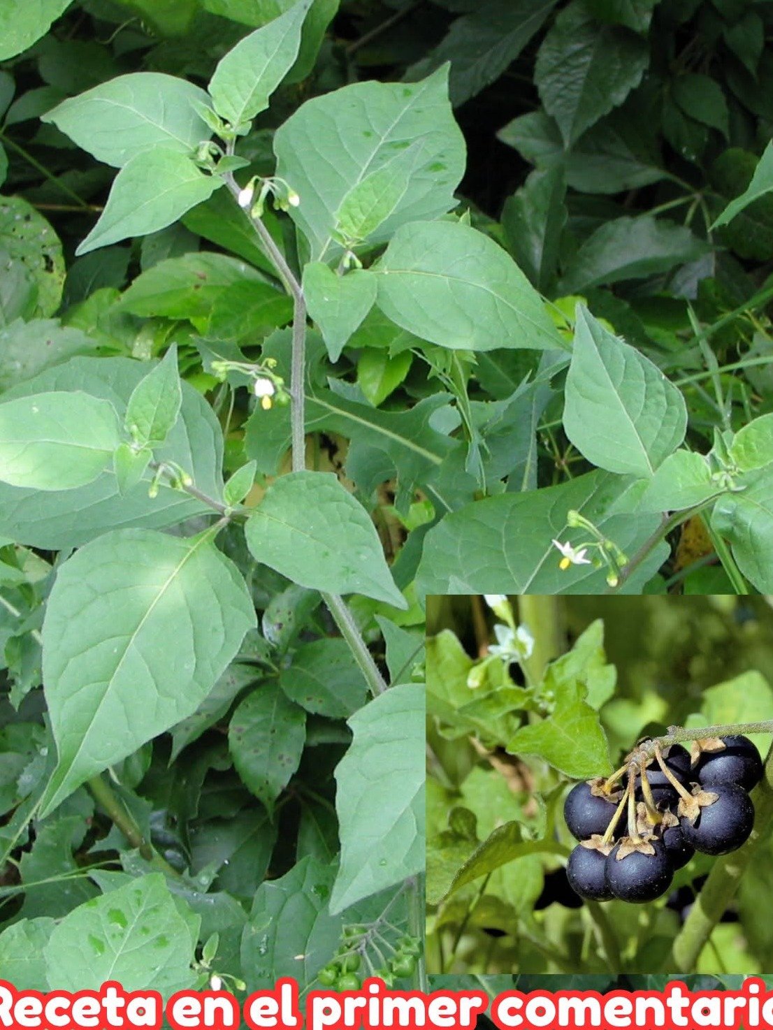 ¡No Vas a Creerlo! Esta Planta 'Milagrosa' que Tienes Cerca Puede Transformar Tu Salud (3 Recetas Caseras para Empezar HOY)