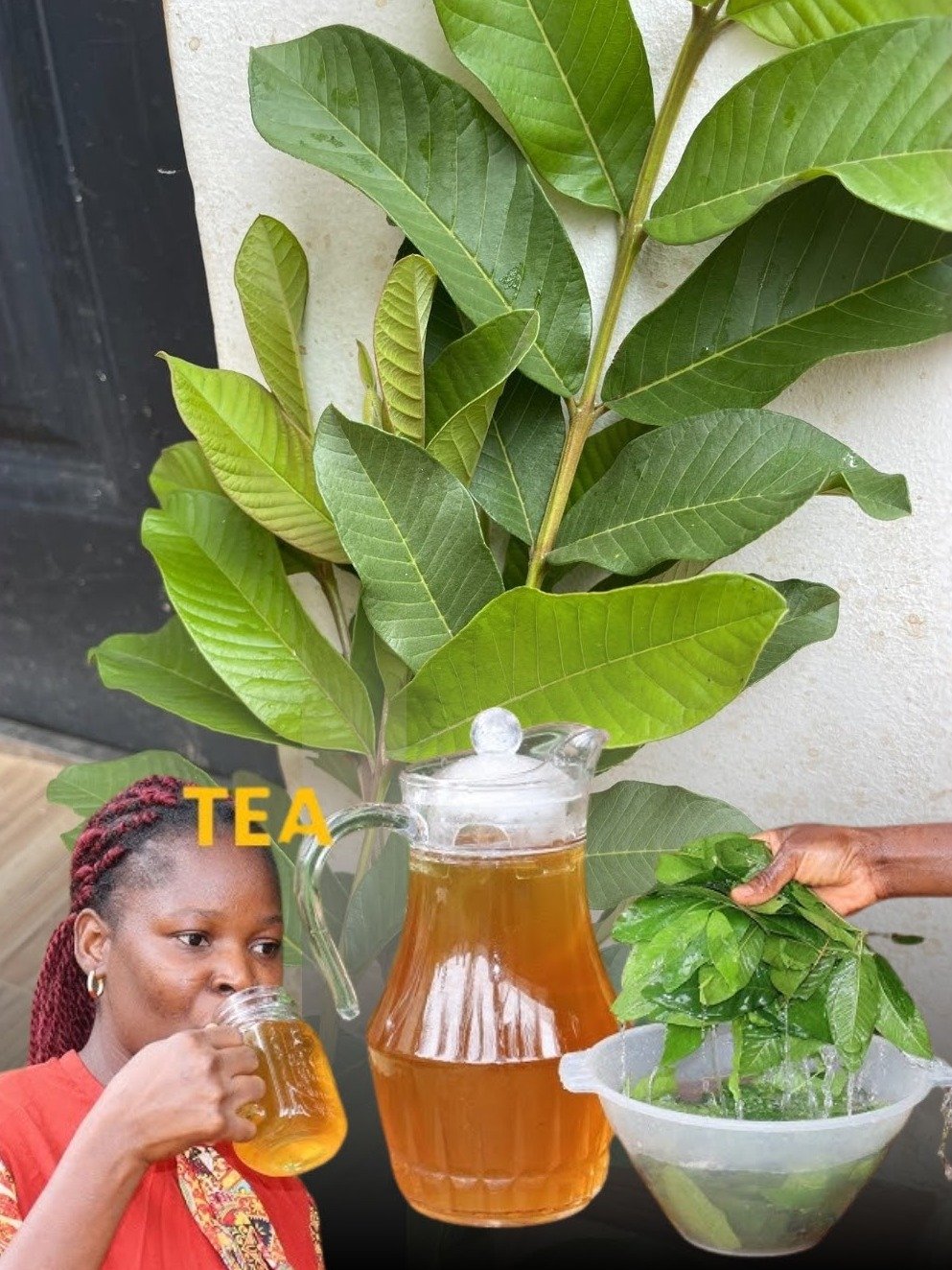 7 Reasons You Should Start Drinking Guava Leaf Tea Every Day (Before It’s Too Late!)