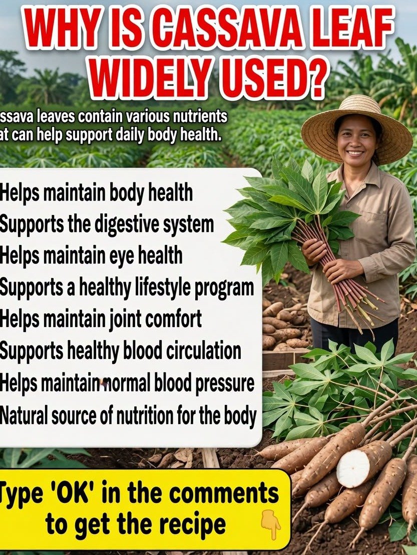 Stop Ignoring These Superfood Leaves: The Secret Nutritional Power of Cassava You Never Knew About