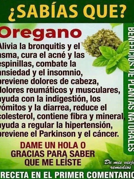 ¡No más alergias ni congestión! Una sola hoja de orégano al día hará maravillas en tu cuerpo 🌿