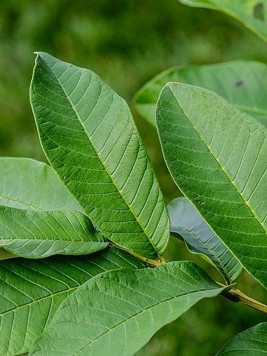 The Secret Natural Hack for Blood Sugar Control: Why You Need Guava Leaves Now