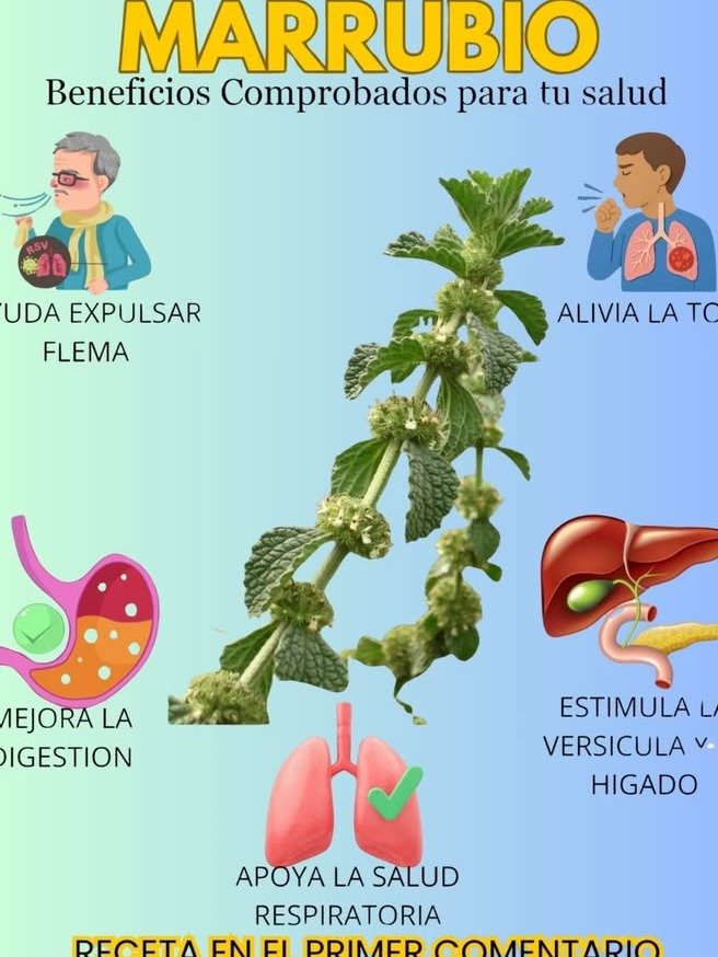 ¡El Secreto Olvidado de la Abuela! 7 Usos del Marrubio que Transformarán tu Salud para Siempre (¡No te lo Pierdas!)