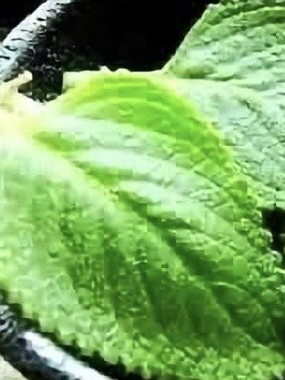 ¡El Secreto Ancestral Revelado! Descubre CÓMO una Simple Infusión de Orégano Fresco Puede Transformar TU Salud HOY