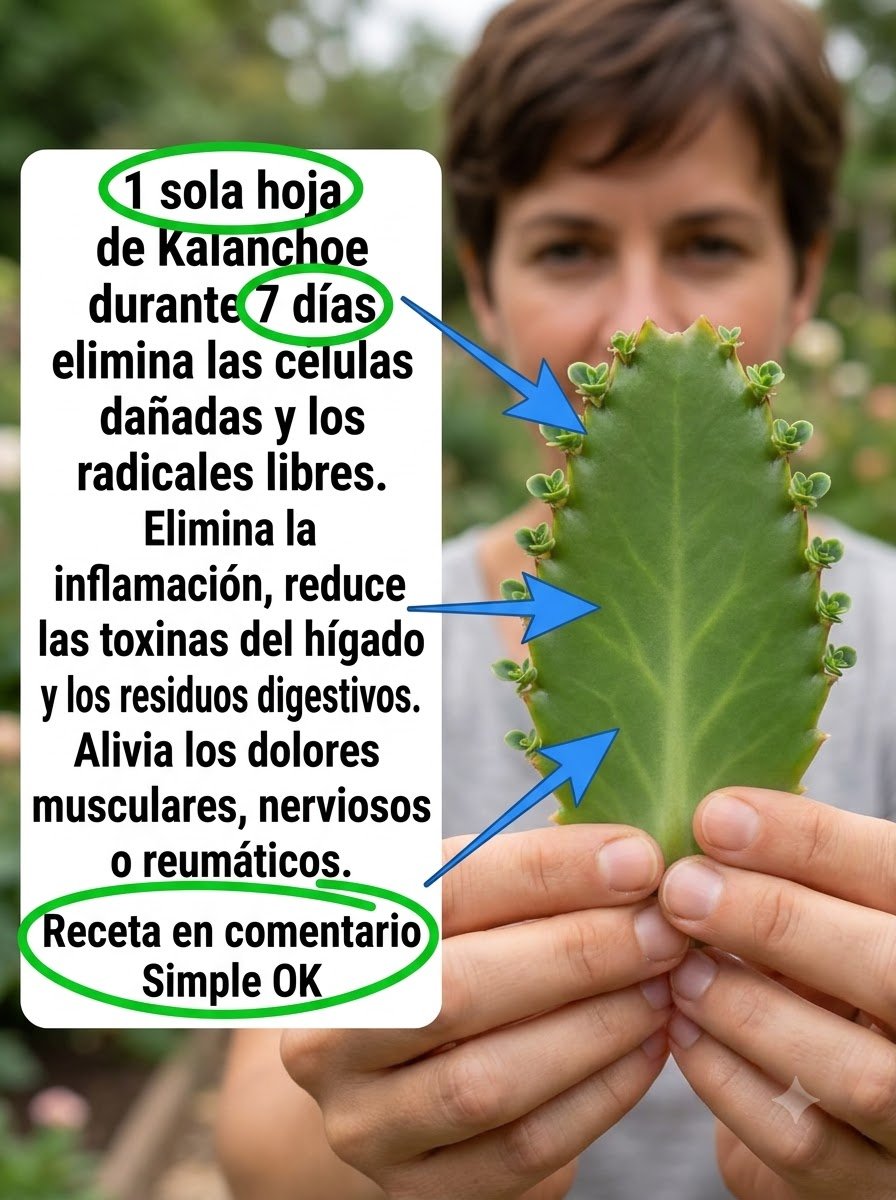 ¡El Secreto Olvidado de la Naturaleza Revelado! Descubre los Sorprendentes Poderes del Kalanchoe y CÓMO Transformará Tu Bienestar (con Recetas Exclusivas)