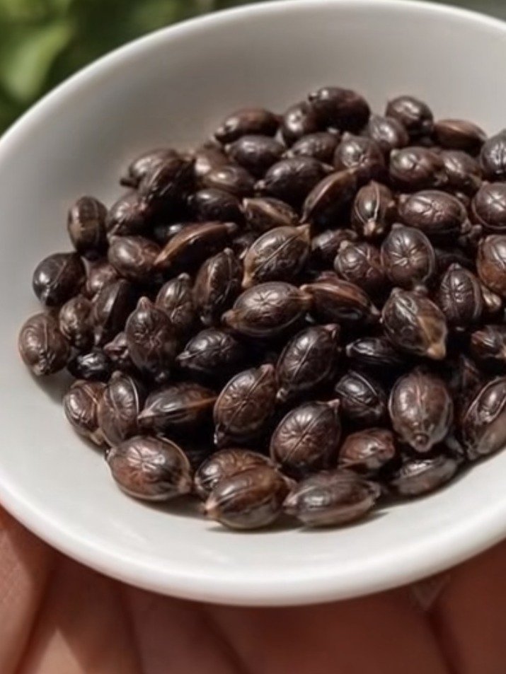 ¡Alerta Saludable! El Té de Semillas de Ricino Tostadas: La Receta Ancestral, Beneficios Sorprendentes y la Advertencia CRÍTICA que Debes Saber