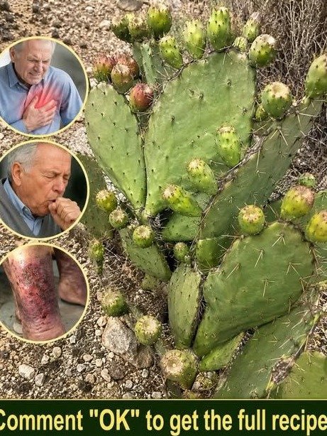 The Forgotten Cactus: Why Your Body Is Desperate for This 'Internal Fire-Extinguisher'
