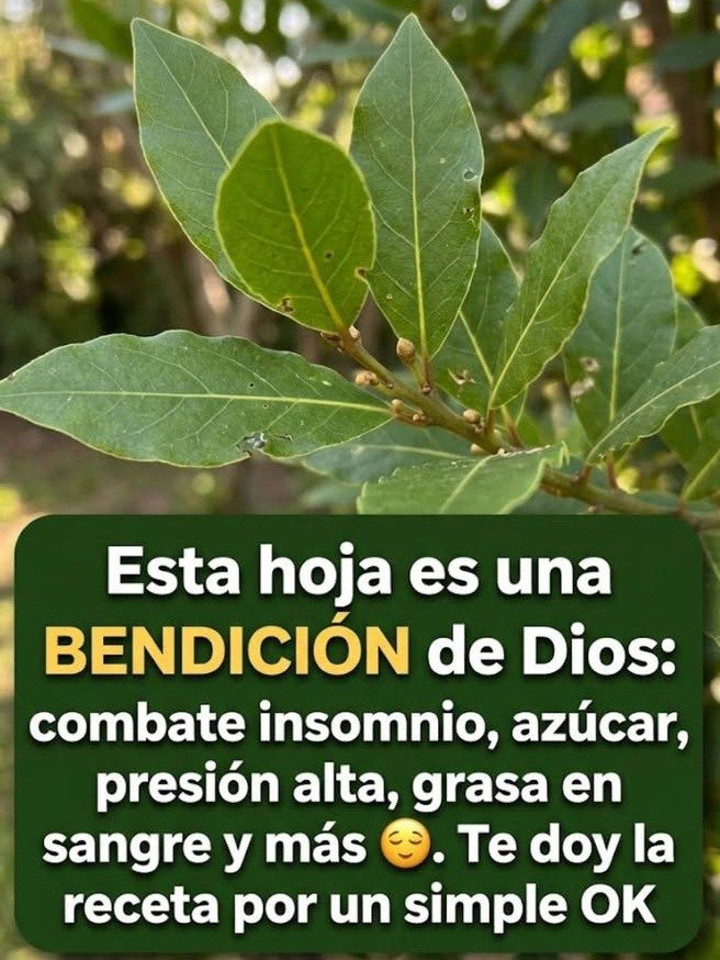🌿 ¿El laurel en tu cocina es solo un adorno? Descubre el truco ancestral que transformará tu salud (¡No lo sabías!)