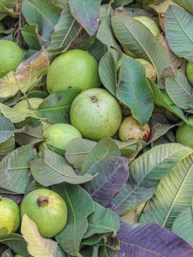 ¡El Secreto Oculto Que Tus Ojos Claman a Gritos! Cómo la Guayaba Desencadena un Reinicio Visual Que Nadie Te Ha Contado