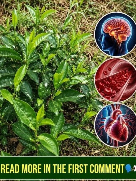 The Daily 'Internal Reset' You're Missing: Why Green Tea Is the Ultimate Upgrade for Your Brain, Blood, and Heart