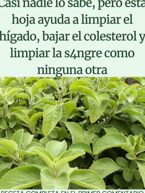 El Secreto Ancestral que Tu Hígado Necesita: ¡Desintoxícate y Transfórmate en 7 Días con Boldo!