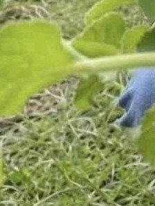 ¡El Secreto Olvidado! Esta Receta de Té de Orégano Transformará Tu Salud y Energía (¡No Querrás Perdértelo!)