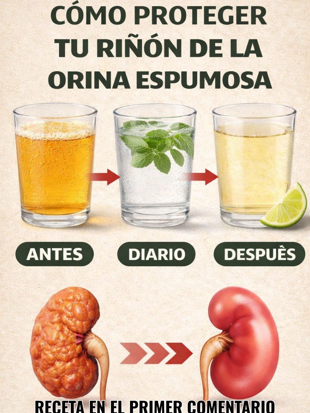 ¡Alerta Renal! Las 10 Bebidas Secretas que Tus Riñones Estarán Rogando que Les Des (¡Y Adiós Proteinuria!)