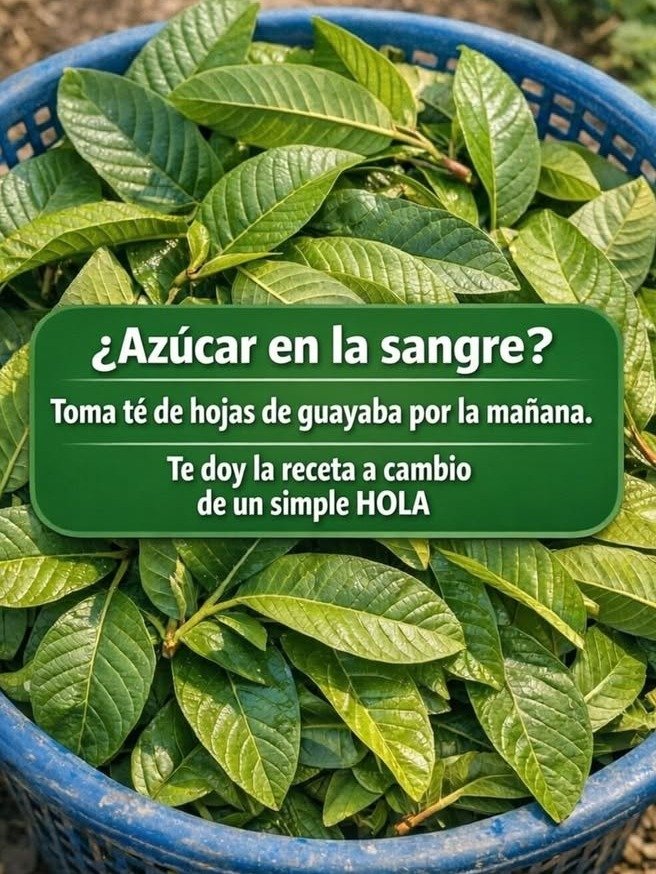 ¡IMPRESIONANTE! El Único Té que Necesitas: Descubre los 7 Poderes Secretos de las Hojas de Guayaba para Transformar Tu Salud Hoy Mismo