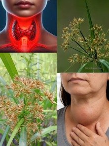 ¡No la arranques! La 'Maleza' Ignorada que Esconde 8 Secretos Milenarios para una Salud Radical.