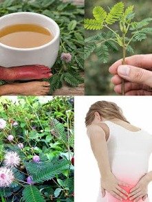 El Secreto Olvidado de la Mimosa Púdica: ¡5 Razones por las que NECESITAS su Tisana Ahora Mismo!