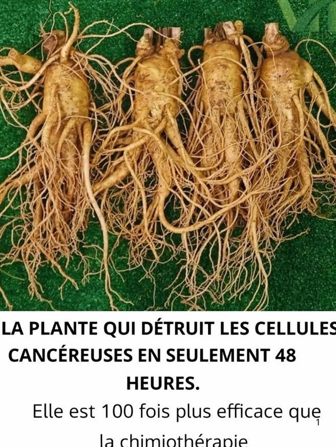 ¡No La Arrancaste! Esta 'Maleza' Común Esconde un Secreto Milenario: ¿La Raíz de Diente de León, Tu Aliado Natural contra el Cáncer?