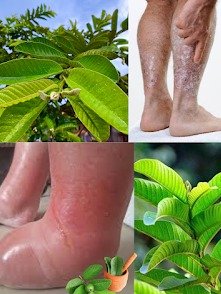 ¡Adiós Tobillos Hinchados! La Hoja Secreta Que Los Desinflama En Una Noche (¡El Remedio Natural Que Nadie Te Cuenta!)