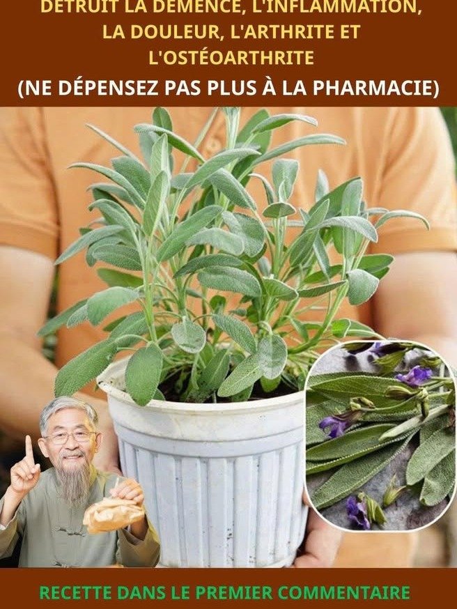 ¡No Vas a Creerlo! Tu Abuela Tenía Razón: Los 7 Usos Mágicos de la Salvia que Estás Ignorando (¡Transforma tu Vida HOY!)