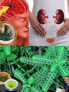 ¡No Vas a Creer lo que Esta Hierba Milagrosa Hace por Tu Salud! Descubre el Secreto que Disuelve Piedras y Transforma Tu Cuerpo