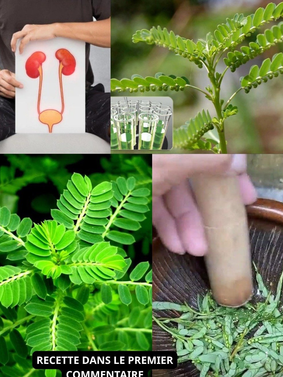 ¡La Planta 'Tímida' que Desafía la Ciencia! 7 Secretos Curativos de la Mimosa Pudica que DEBES Conocer Ahora