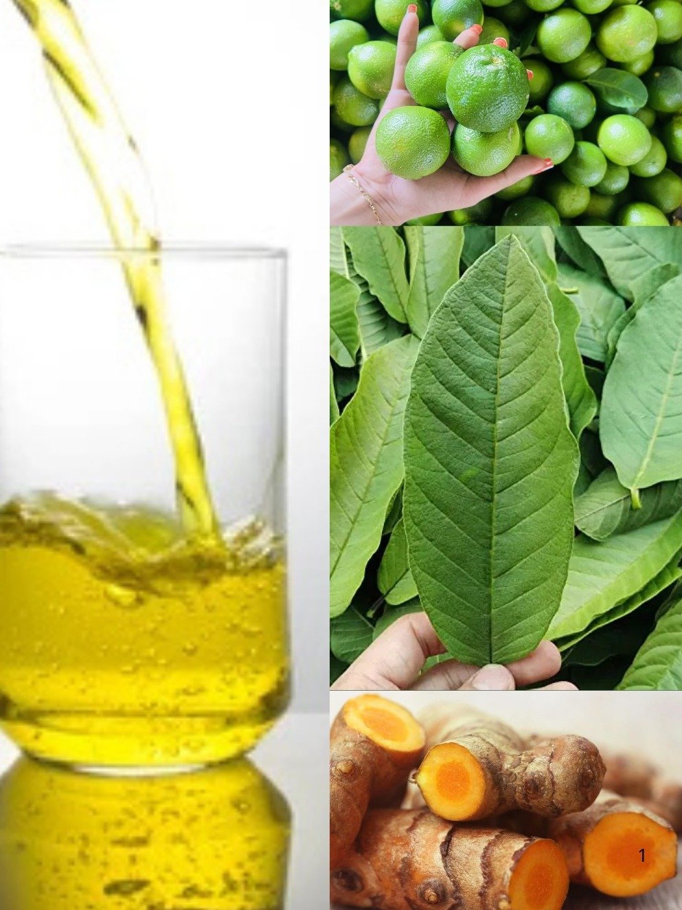 ¡El Secreto Ancestral Revelado! Descubre la Bebida de Hojas de Guayaba que Podría Transformar Tu Salud en Minutos