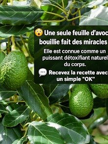 ¡No Tiras las Hojas de Aguacate! Descubre Sus 6 Poderosos Beneficios para la Salud (y Cómo Usarlas Bien)