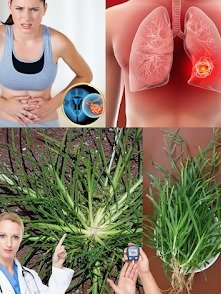 ¡No la arranques! Esta 'mala hierba' de tu jardín esconde el secreto para combatir más de 10 enfermedades. ¿La conoces?