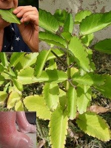 ¡El tesoro oculto en tu jardín! Descubre los 20 poderes asombrosos de la Hoja de la Vida que transformarán tu salud