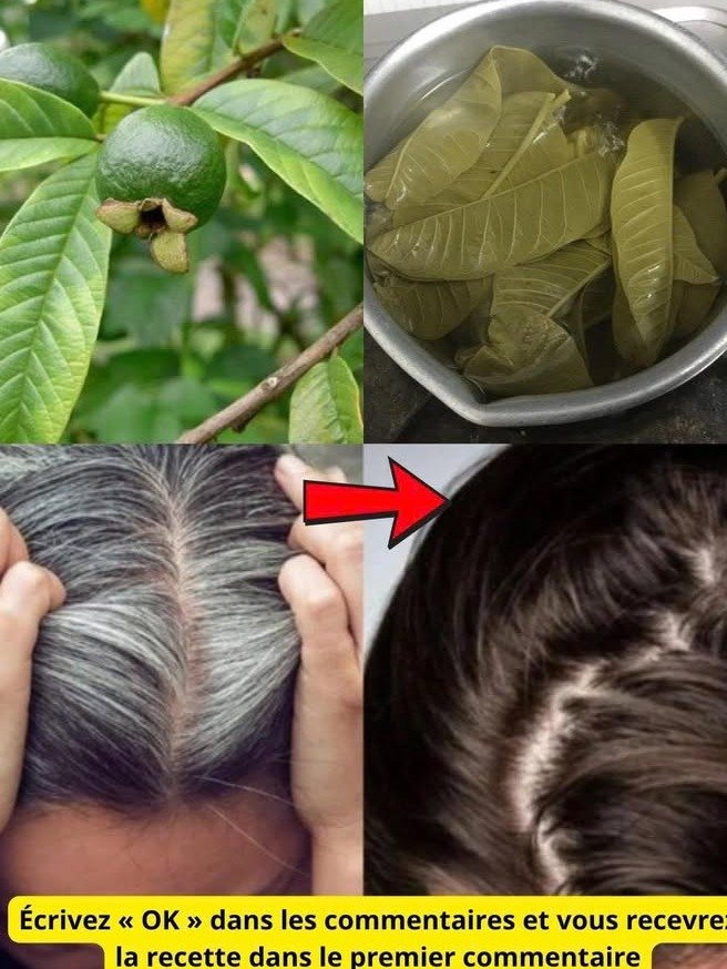 ¡Olvídate de las Canas! Descubre el Asombroso Secreto Natural para Recuperar Tu Color Original con Hojas Caseras (¡Funciona de Verdad!)
